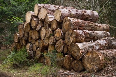 Vorankündigung Holzverkauf